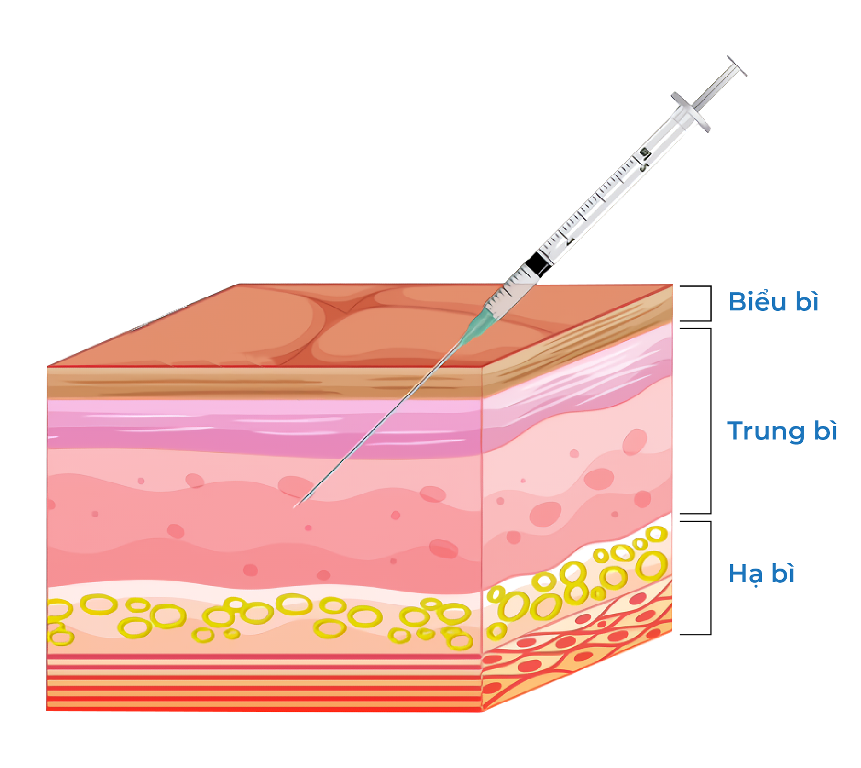 Mô phỏng 3 tầng da